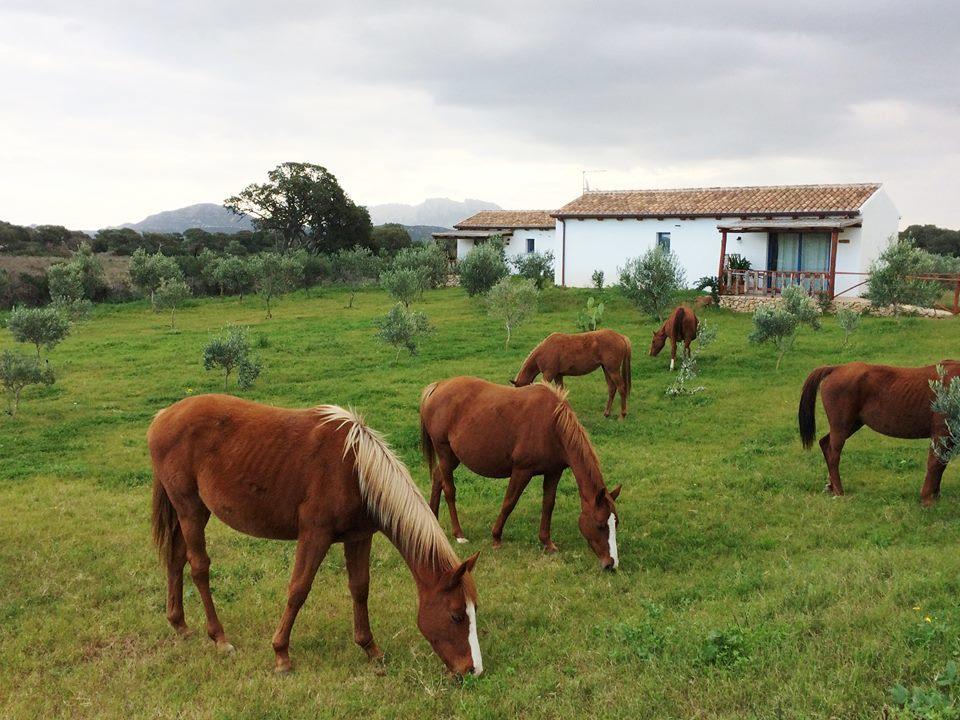 Вілла Agriturismo Mieleamaro Ольбія Екстер'єр фото